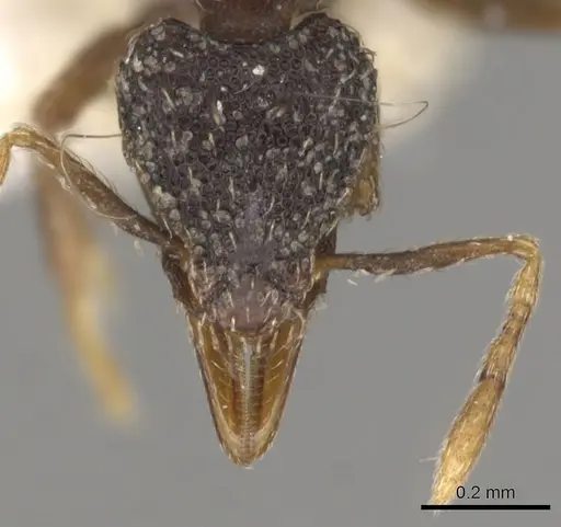 Strumigenys dotaja specimen CASENT0900065 image casent0900065_2