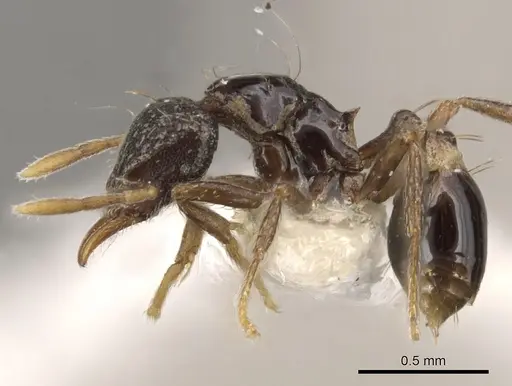 Strumigenys dotaja specimen CASENT0900065 image casent0900065_3