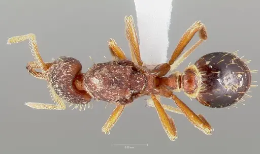 Strumigenys doxa specimen CASENT0005526 image casent0005526_1