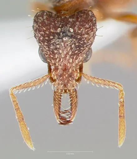 Strumigenys doxa specimen CASENT0005526 image casent0005526_2