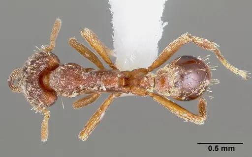 Strumigenys doxa specimen CASENT0005527 image casent0005527_1