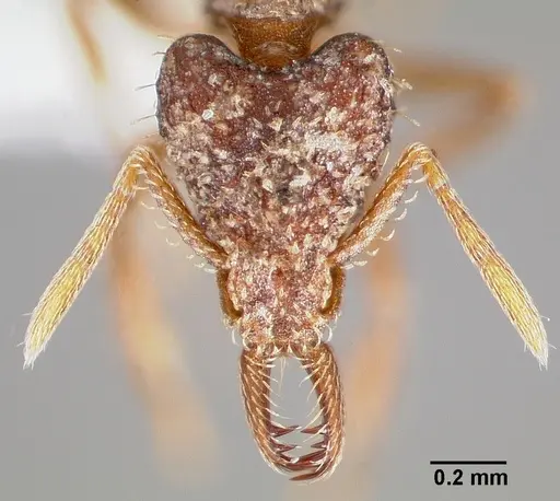 Strumigenys doxa specimen CASENT0005527 image casent0005527_2