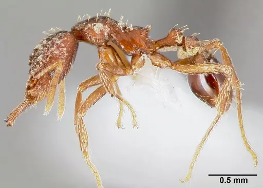 Strumigenys doxa specimen CASENT0005527 image casent0005527_3