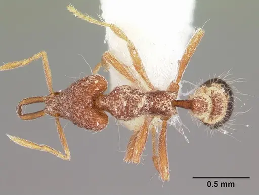 Strumigenys dromica specimen CASENT0102645 image casent0102645_1