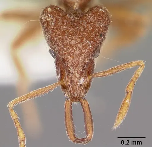 Strumigenys dromica specimen CASENT0102645 image casent0102645_2