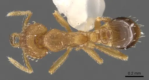 Strumigenys dromoshaula specimen CASENT0900601 image casent0900601_1