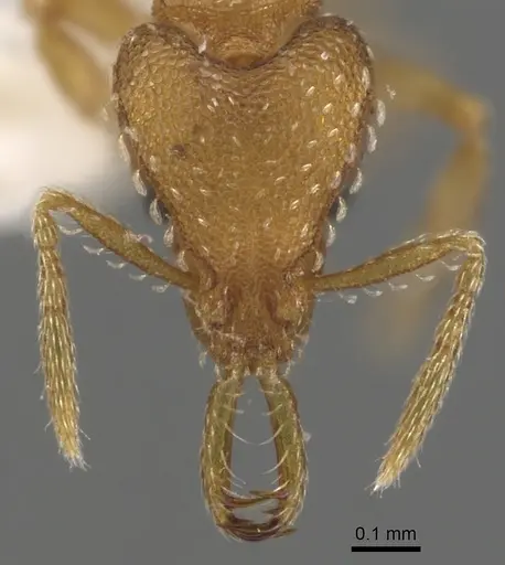 Strumigenys dromoshaula specimen CASENT0900601 image casent0900601_2