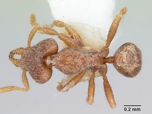 Strumigenys dryas specimen CASENT0102646 image casent0102646_1