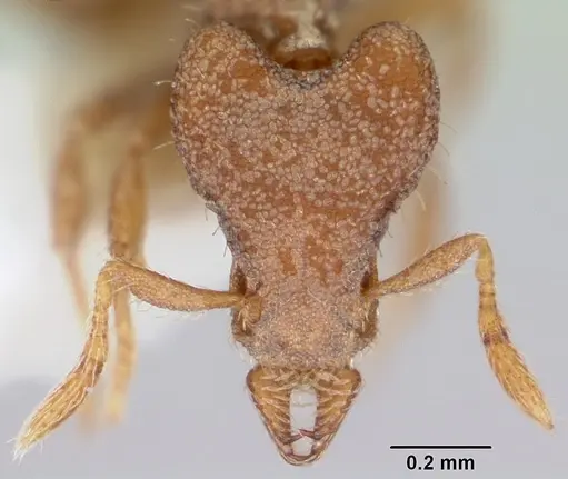 Strumigenys dryas specimen CASENT0102646 image casent0102646_2