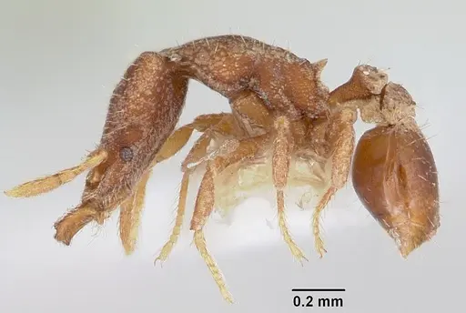 Strumigenys dryas specimen CASENT0102646 image casent0102646_3