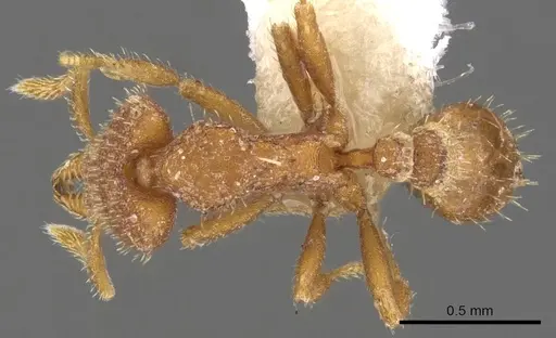Strumigenys dryas specimen CASENT0900772 image casent0900772_1