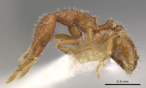 Strumigenys dryas specimen CASENT0900772 image casent0900772_3