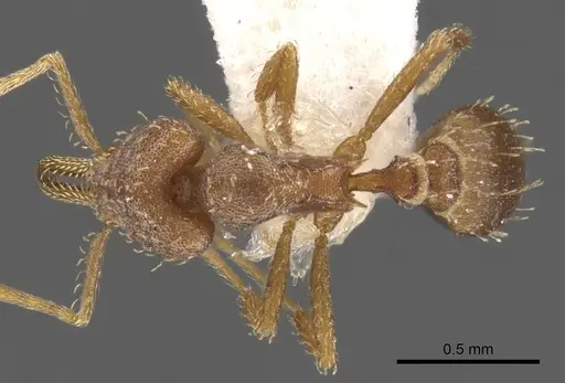 Strumigenys dubitata specimen CASENT0900448 image casent0900448_1