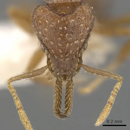 Strumigenys dubitata specimen CASENT0900448 image casent0900448_2