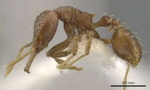 Strumigenys dubitata specimen CASENT0900448 image casent0900448_3