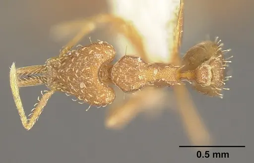 Strumigenys dubitata specimen INBIOCRI001283963 image inbiocri001283963_1