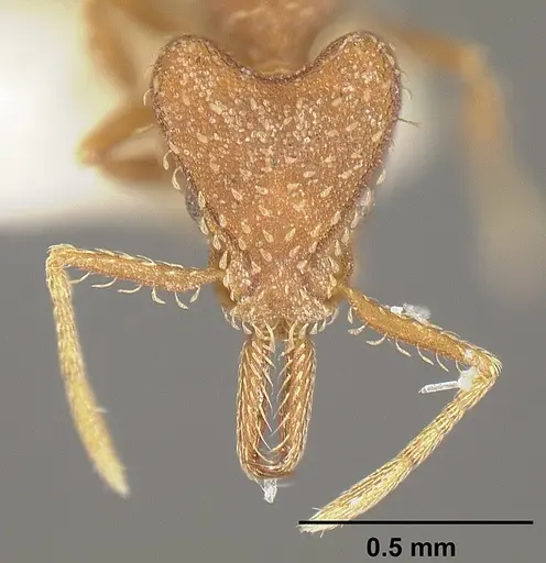 Strumigenys dubitata specimen INBIOCRI001283963 image inbiocri001283963_2