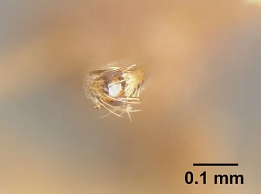 Strumigenys dubitata specimen INBIOCRI001283963 image inbiocri001283963_3
