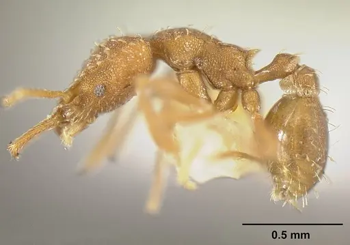 Strumigenys dubitata specimen INBIOCRI001283963 image inbiocri001283963_4