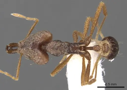 Strumigenys dysanetes specimen CASENT0900914 image casent0900914_1