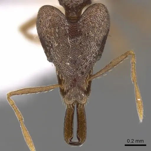Strumigenys dysanetes specimen CASENT0900914 image casent0900914_2