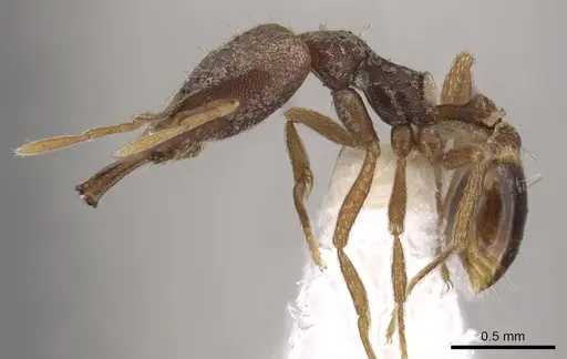 Strumigenys dysanetes specimen CASENT0900914 image casent0900914_3