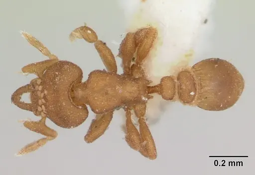Strumigenys dyschima specimen CASENT0173572 image casent0173572_1