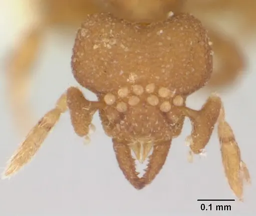 Strumigenys dyschima specimen CASENT0173572 image casent0173572_2