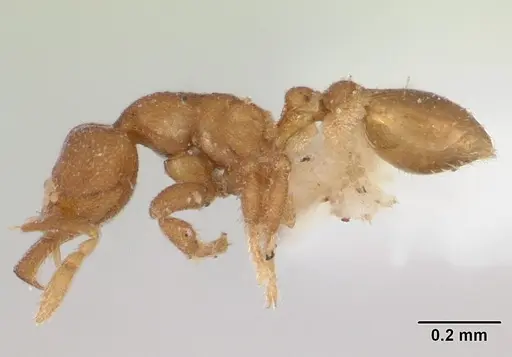 Strumigenys dyschima specimen CASENT0173572 image casent0173572_3