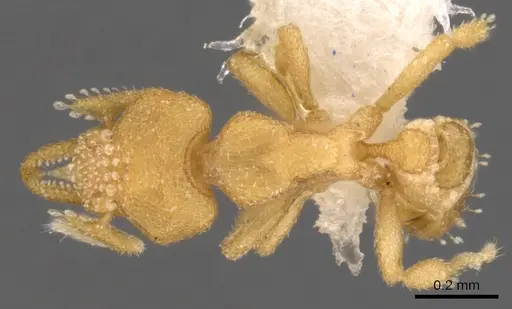 Strumigenys dyschima specimen CASENT0900138 image casent0900138_1