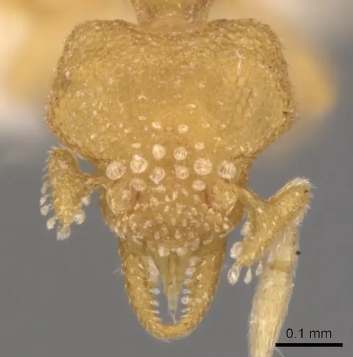 Strumigenys dyschima specimen CASENT0900138 image casent0900138_2