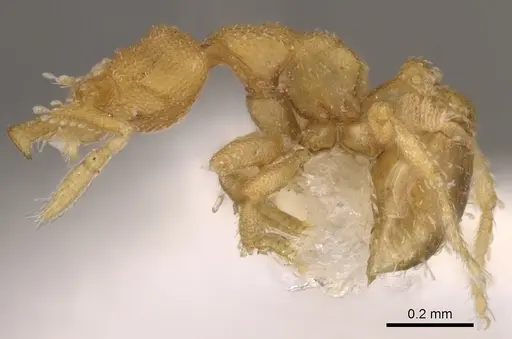 Strumigenys dyschima specimen CASENT0900138 image casent0900138_3