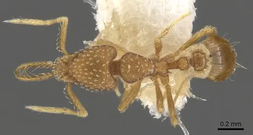 Strumigenys dyseides specimen CASENT0900479 image casent0900479_1