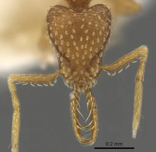 Strumigenys dyseides specimen CASENT0900479 image casent0900479_2