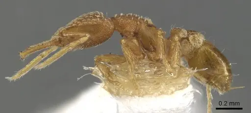 Strumigenys dyseides specimen CASENT0900479 image casent0900479_3