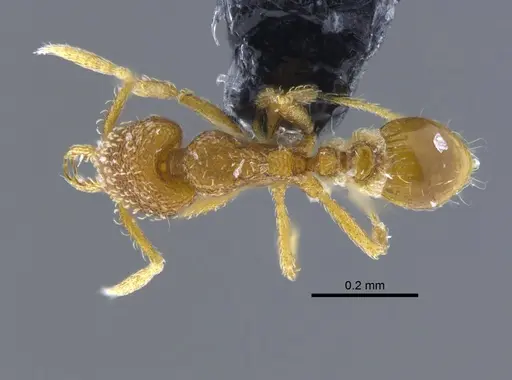 Strumigenys dyseides specimen CBUMAGENT41685 image cbumagent41685_1