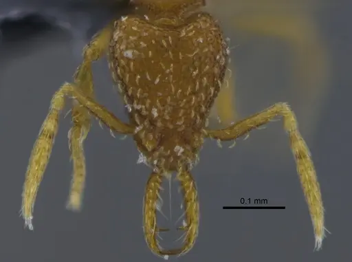 Strumigenys dyseides specimen CBUMAGENT41685 image cbumagent41685_2