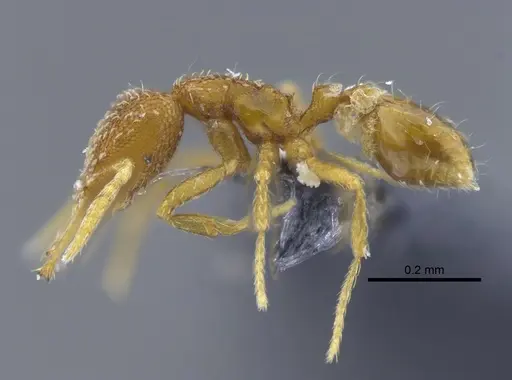 Strumigenys dyseides specimen CBUMAGENT41685 image cbumagent41685_3