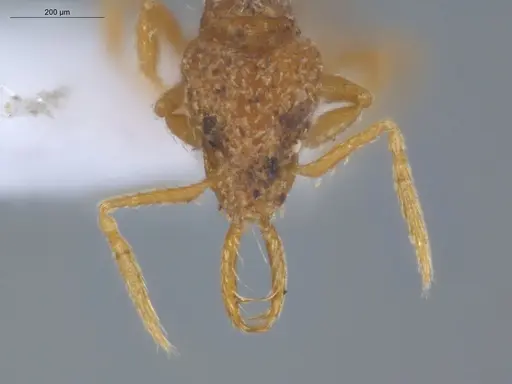 Strumigenys dyseides specimen ECOFOG-IT14-0786-67 image ecofog-it14-0786-67_2