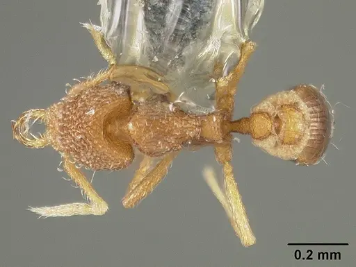Strumigenys dyseides specimen USNMENT00441509 image usnment00441509_1