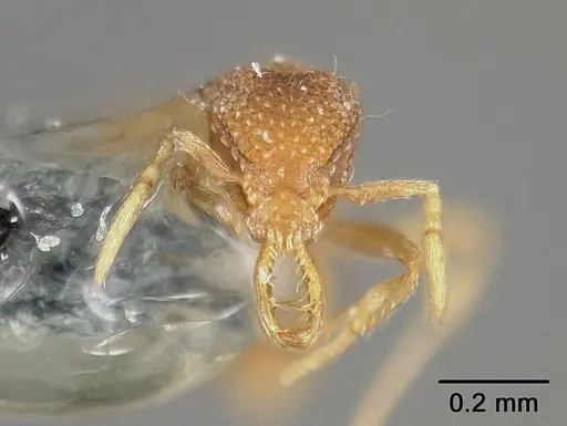 Strumigenys dyseides specimen USNMENT00441509 image usnment00441509_2
