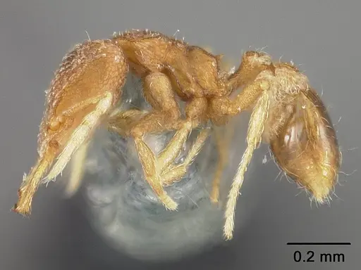 Strumigenys dyseides specimen USNMENT00441509 image usnment00441509_3