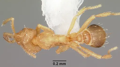 Strumigenys dyshaula specimen CASENT0102647 image casent0102647_1