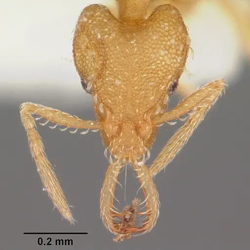 Strumigenys dyshaula specimen CASENT0102647 image casent0102647_2