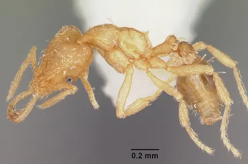 Strumigenys dyshaula specimen CASENT0102647 image casent0102647_3
