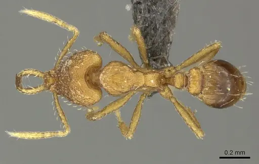 Strumigenys dyshaula specimen CASENT0235716 image casent0235716_1