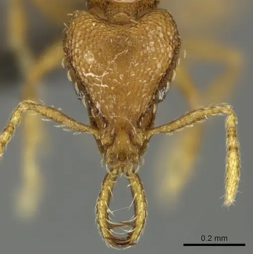Strumigenys dyshaula specimen CASENT0235716 image casent0235716_2