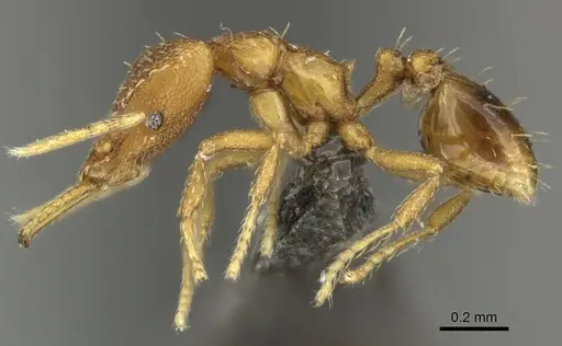 Strumigenys dyshaula specimen CASENT0235716 image casent0235716_3