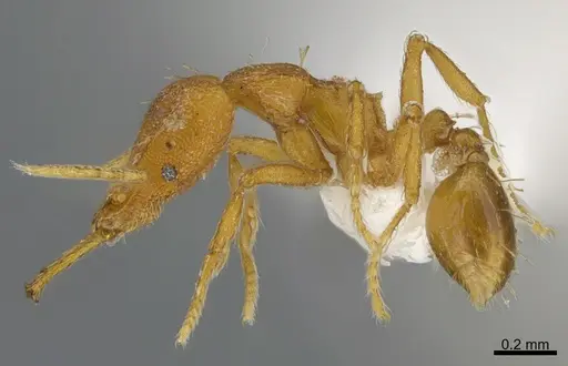 Strumigenys dyshaula specimen CASENT0763694 image casent0763694_1