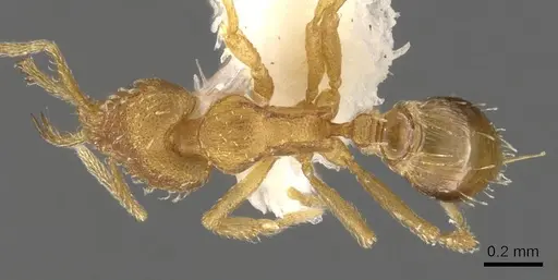 Strumigenys dyshaula specimen CASENT0900605 image casent0900605_1